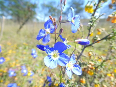 Heliophila macowaniana