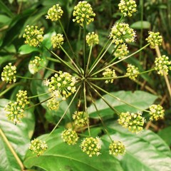 Mackinlaya macrosciadea