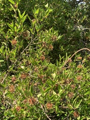 Cephalanthus natalensis