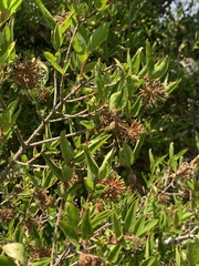 Cephalanthus natalensis