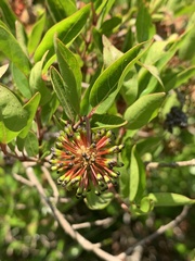 Cephalanthus natalensis
