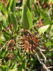 Cephalanthus natalensis