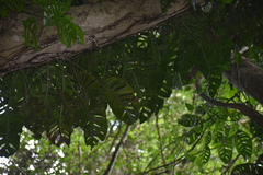 Monstera acuminata