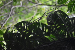 Monstera acuminata