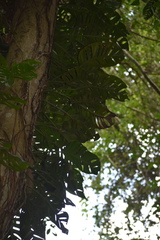 Monstera acuminata
