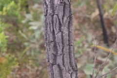 Grevillea parallela