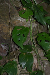 Monstera acuminata