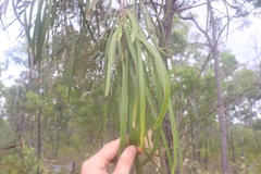 Grevillea parallela