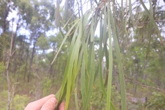 Grevillea parallela