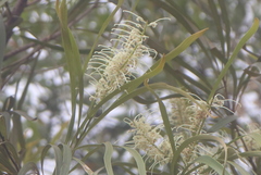 Grevillea parallela