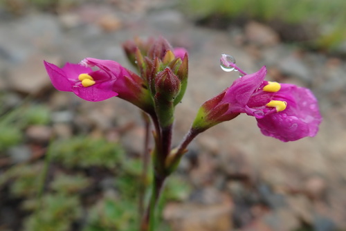 Craterostigma wilmsii (Craterostigma wilmsii)