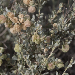 Atriplex vesicaria