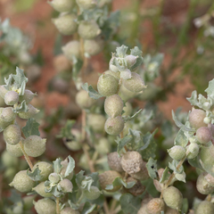 Atriplex spongiosa