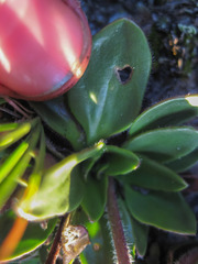 Craterostigma wilmsii