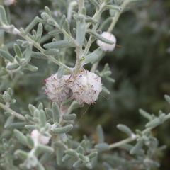 Dissocarpus paradoxus