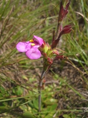 Craterostigma wilmsii