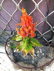 Celosia argentea plumosa