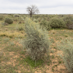 Chenopodium nitrariaceum