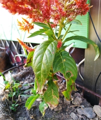 Celosia argentea plumosa