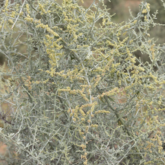 Chenopodium nitrariaceum