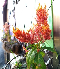 Celosia argentea plumosa