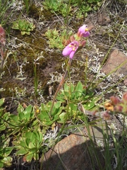 Craterostigma wilmsii