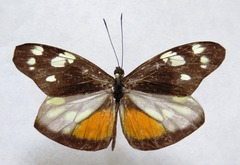 Dismorphia eunoe desine