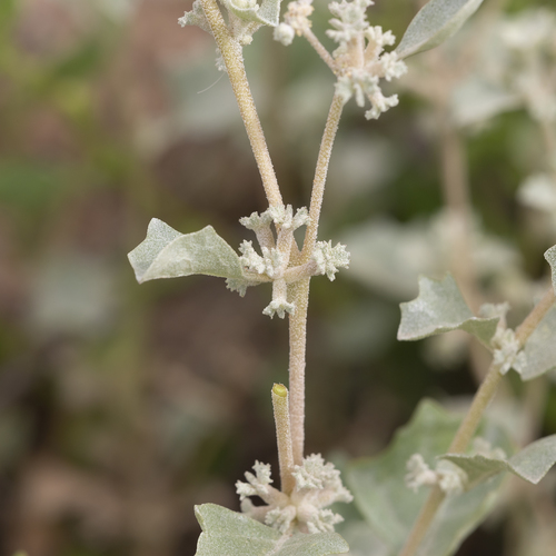 Atriplex limbata (Atriplex limbata)