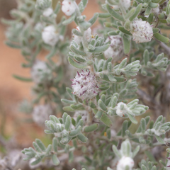 Dissocarpus paradoxus