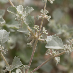 Atriplex limbata
