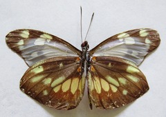 Dismorphia eunoe desine