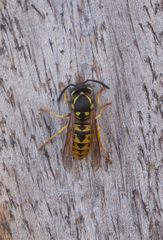 Vespula germanica