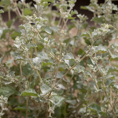 Atriplex limbata