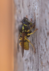Vespula germanica