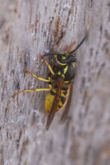 Vespula germanica