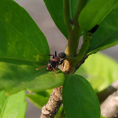 Tetraponera rufonigra