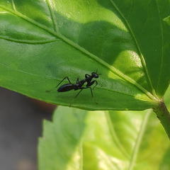 Odontomantis planiceps