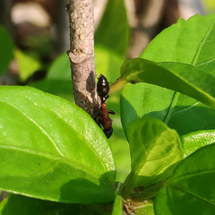 Tetraponera rufonigra