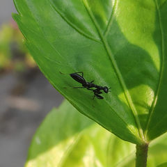 Odontomantis planiceps
