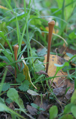 Macrotyphula fistulosa