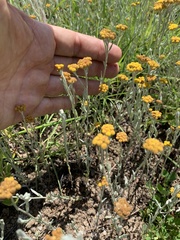 Helichrysum aureonitens