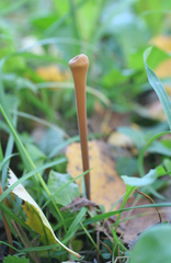 Macrotyphula fistulosa