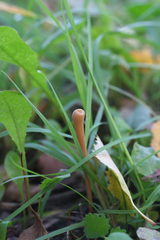 Macrotyphula fistulosa