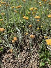 Helichrysum aureonitens
