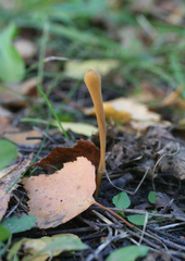 Macrotyphula fistulosa