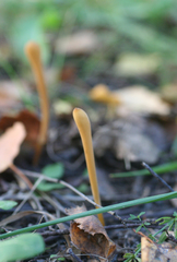 Macrotyphula fistulosa