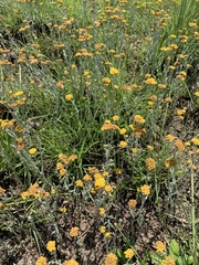 Helichrysum aureonitens