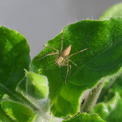 Oxyopes