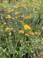 Helichrysum aureonitens