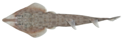 Goldeneye Shovelnose Ray photo 2